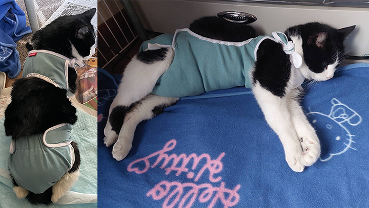  ハチちゃん着せるおむつカバー