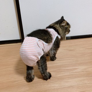 猫の着せるおむつカバー　しっぽ穴なし