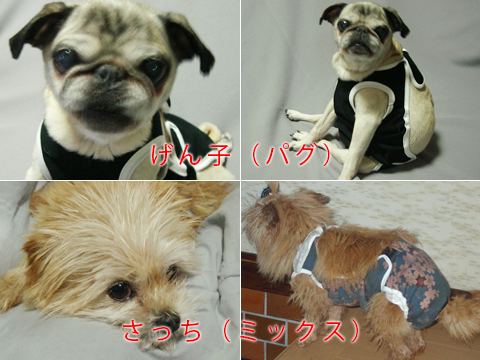 愛犬商店 犬用 猫用 おむつカバーサイズ表と採寸方法