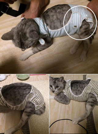 猫用　おむつカバー